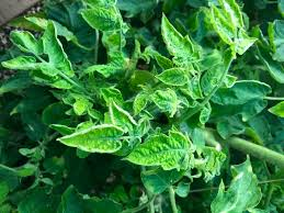 Screenshot of a mobile app interface for task management showing a todo list with checkboxes, calendar integration, notification alerts, and productivity statistics graphs, designed with a minimalist color scheme, progress bars, and user-friendly icons for completing tasks efficiently